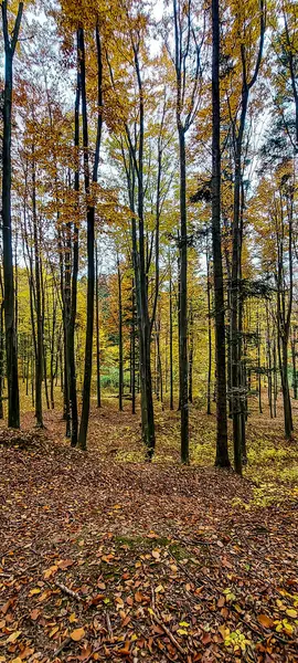 İtalya ormanlarında sonbahar renkleri