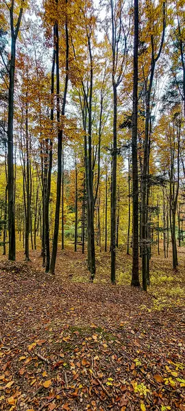 Renkli ağaçlar ve sonbahar yapraklarıyla güzel orman manzarası