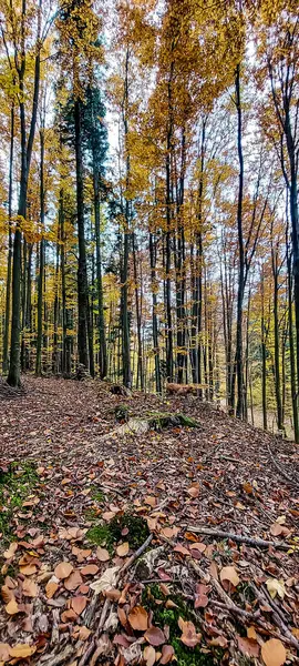 Ağaçlar ve yapraklarla dolu güzel sonbahar manzarası
