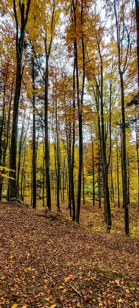 renkli sonbahar ağaçları orman