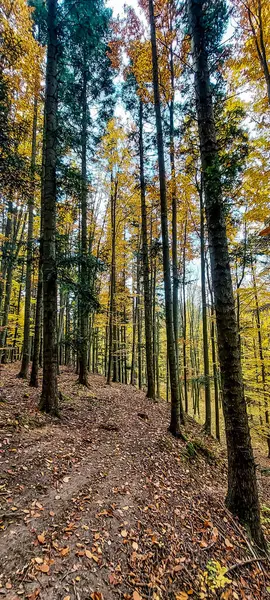 Dağlarda sonbahar ormanı