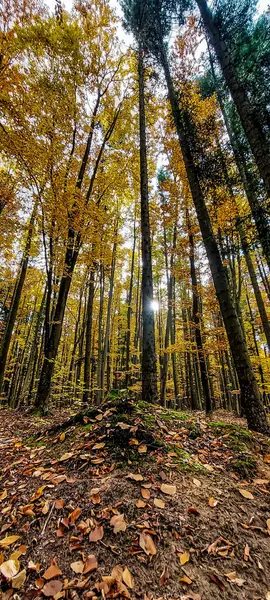 Sonbahar ormanlarının güzel manzarası