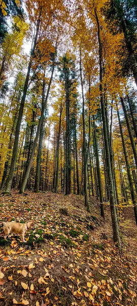Sonbahar ormanındaki köpek.
