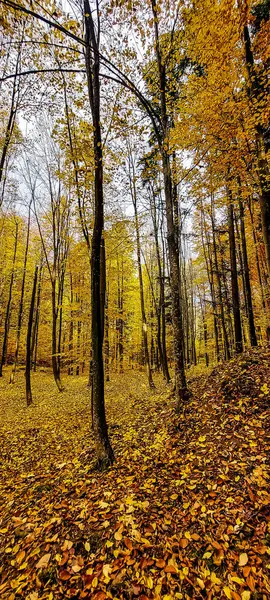 Dağlarda sonbahar ormanı.
