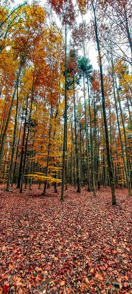 Parkta sonbahar manzarası. Renkli yapraklar ve kırmızı yapraklı ağaçlar.