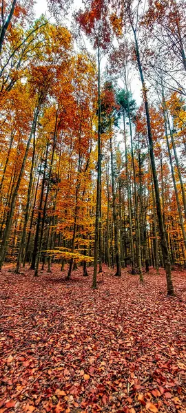 Dağlarda sonbahar ormanı