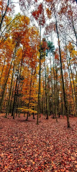 Ormanda renkli sonbahar yaprakları