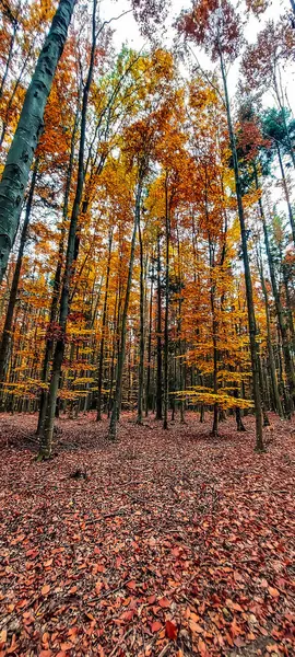 Düşen yaprakları ve zemini olan renkli sonbahar ormanı