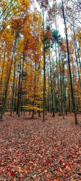 Ormandaki güzel sonbahar manzarası