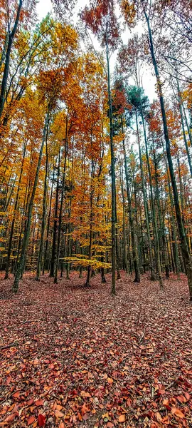 orman ve sonbahar renkleri
