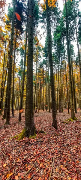 Renkli ağaçlar ve dökülen yapraklarla dolu sonbahar ormanı