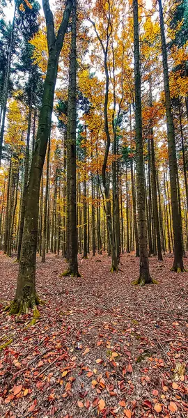 Orman sonbahar renklerinde Sabah ışığında