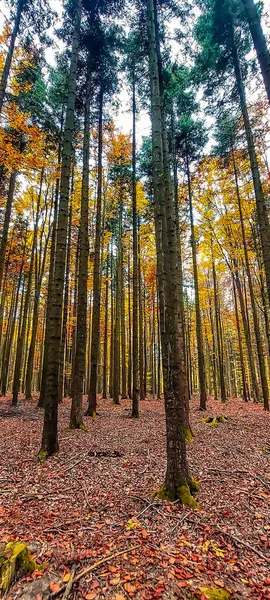 Dağlarda sonbahar ormanı
