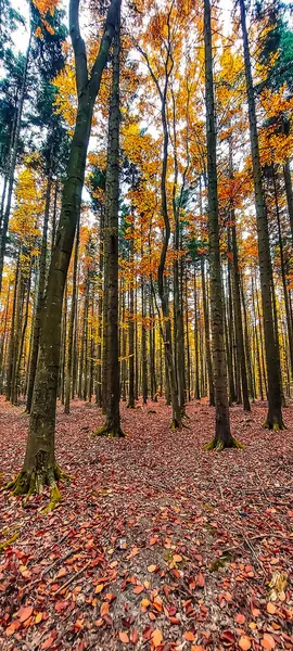 Sonbahar ormanı ve renkli yapraklar