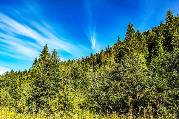 Yeşil ağaçlarla ve mavi gökyüzüyle yaz manzarası