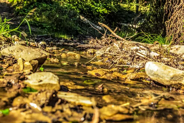 Ormandaki güzel nehir