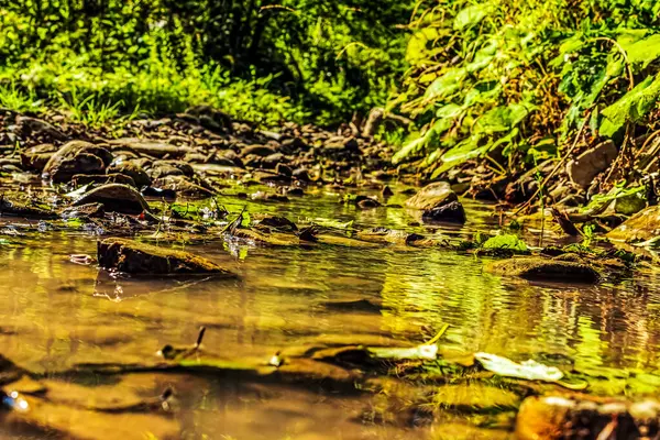 Ormandaki güzel nehir