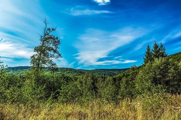 Ağaçlar ve dağlarla dolu güzel bir yaz manzarası.