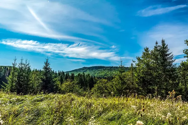 Rusya 'da güneşli bir günde yeşil orman ve dağlar