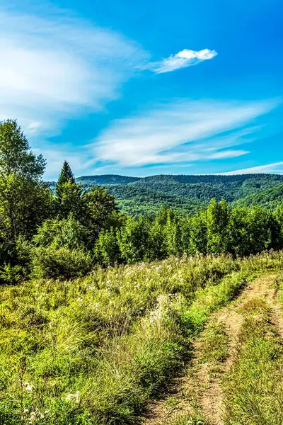 Yeşil ormandaki bir yolun dikey görüntüsü.
