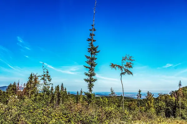 Güneşli günde güzel sonbahar ormanı