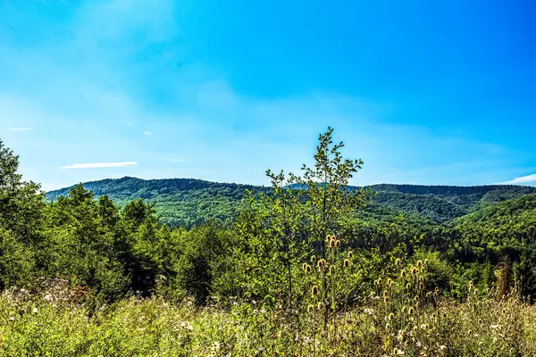 Yeşil orman ve bulutlu mavi gökyüzü