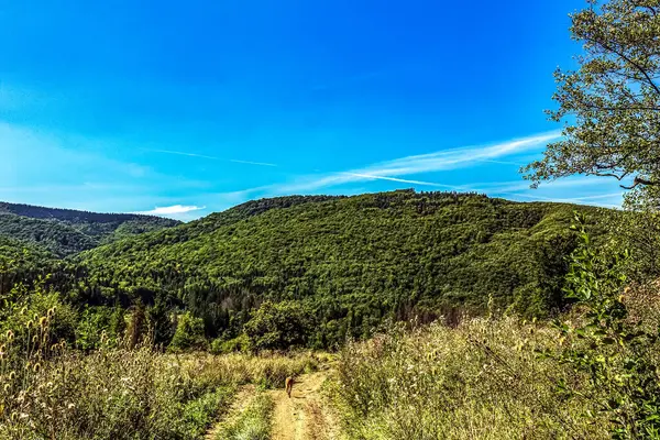 yeşil orman ve mavi gökyüzü