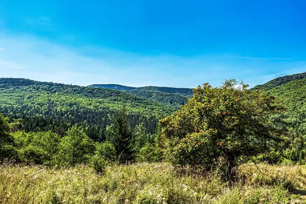 Güzel yeşil manzara Mavi gökyüzü ve bir ağaç