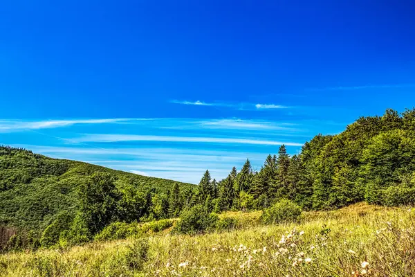 Mavi gökyüzü olan yeşil çayır