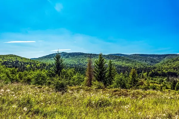 Güneşli bir günde mavi gökyüzü ve beyaz bulutlu yeşil bir ormanın güzel manzarası.