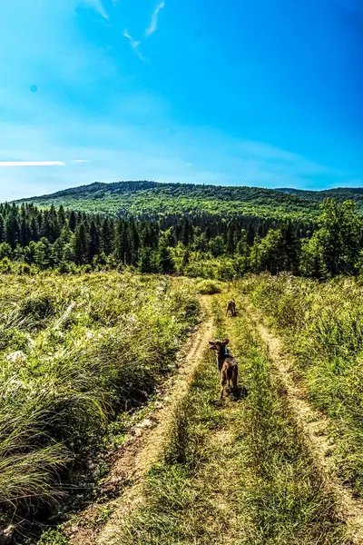 Bir köpek ormanda yol boyunca yürüyor..