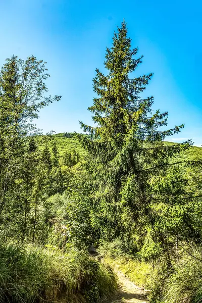 Yeşil ağaçlar ve bulutlu mavi gökyüzü