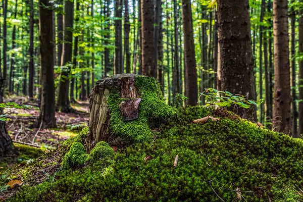 yosun kaplı ağaç gövdesi