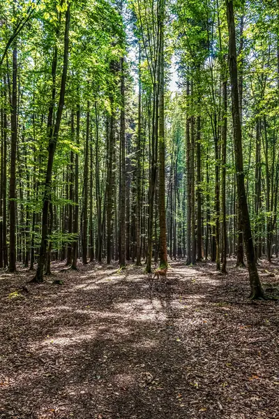 Baharda güzel yeşil çam ormanı