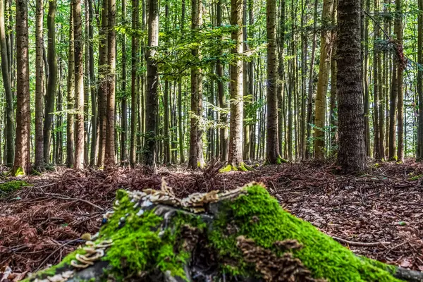Orman ve yosunlu ağaçlar