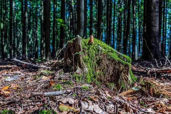 Ormandaki eski tahta kütük