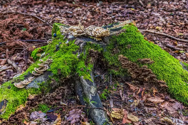 Yosun içinde ağaç gövdesi, orman