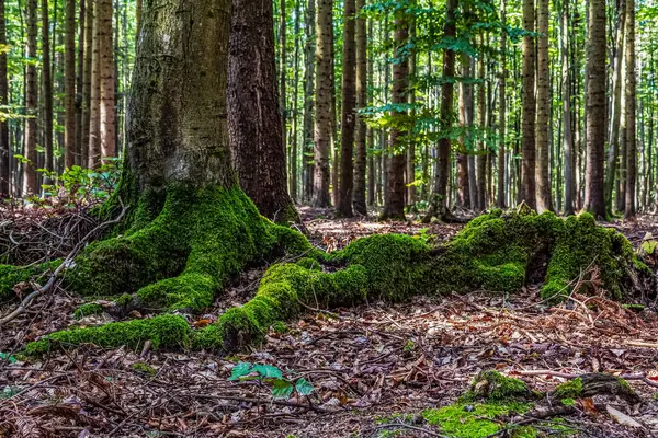 Yaz gününde güzel yeşil orman