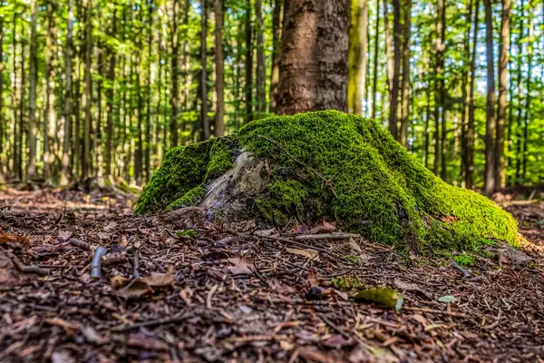 Yosun kaplı kökleri olan büyük bir ağaç gövdesi.