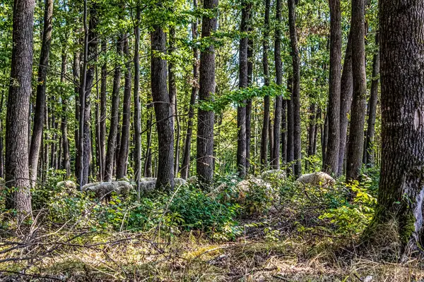 Sonbaharda güzel bir orman