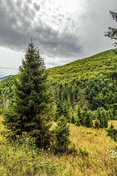 Karpat dağlarında sonbahar ormanı