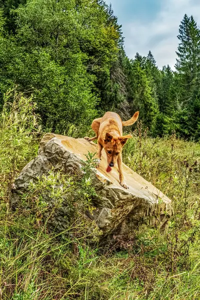 Ormandaki köpek, Nova Scotia, av köpeği, bir köpek.