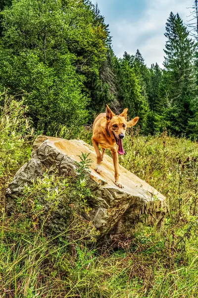 Buzlu köpek. Nova Scotia ördek yavrusu.