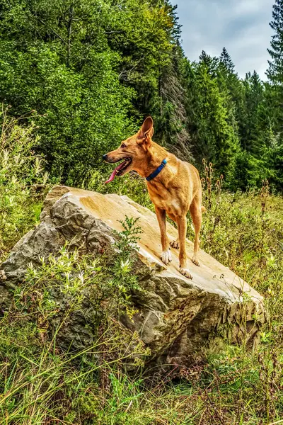 Doğada çoban başı olan bir köpek..