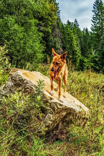 Ormandaki köpek. Nova Scotia ördeği ormanda av köpeği avlıyor..