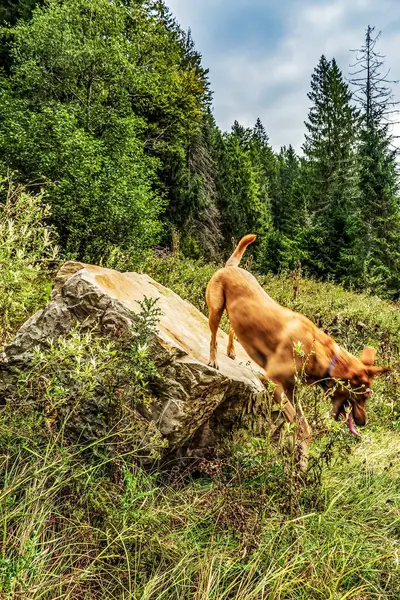 ormanda oynayan köpek