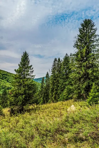 Karpaian 'daki yeşil orman
