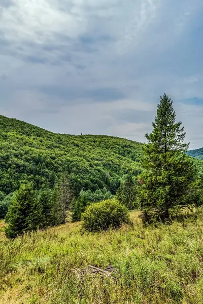 Yeşil ormanın güzel yaz manzarası ve dağlardaki mavi gökyüzü.