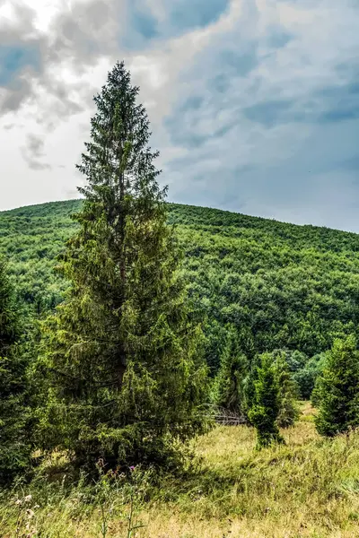 Dağlardaki yeşil bir çam ormanının güzel bir görüntüsü.