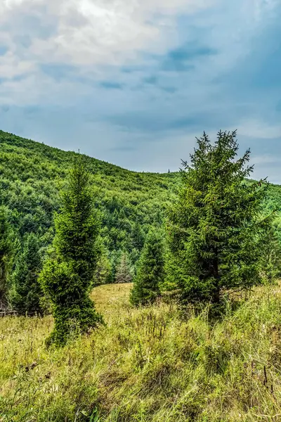 Ormanlı yeşil dağ manzarası